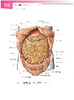 Sobotta  Atlas of Human Anatomy  Trunk, Viscera,Lower Limb Volume2 2006, page 165
